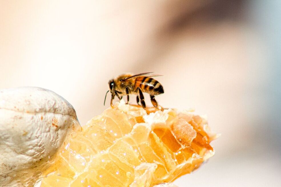 apiculteur à Valloire - Photo by Meggyn Pomerleau on Unsplash