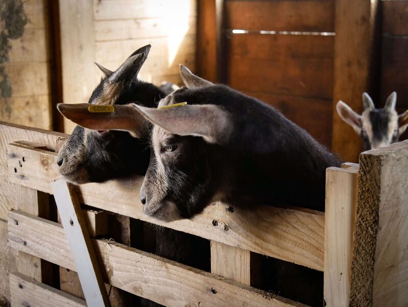 Chèvre de savoie de la ferme des étroits