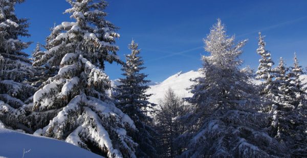 La forêt, itinéraire raquettes