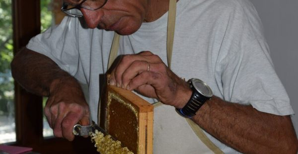 A la découverte du miel et des abeilles