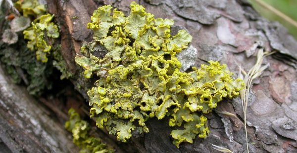Conférence : Lichens, vous avez dit lichens ?