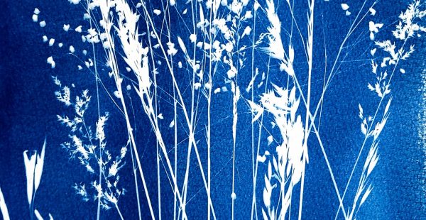 Atelier Cyanotype