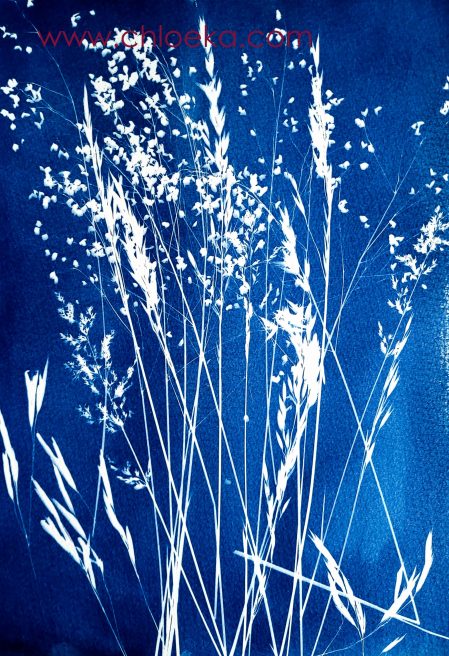 Atelier Cyanotype_Valloire