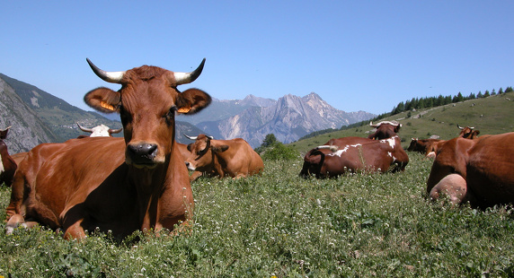 GAEC du Petit Borgé