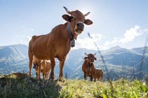 vaches laitières à valloire