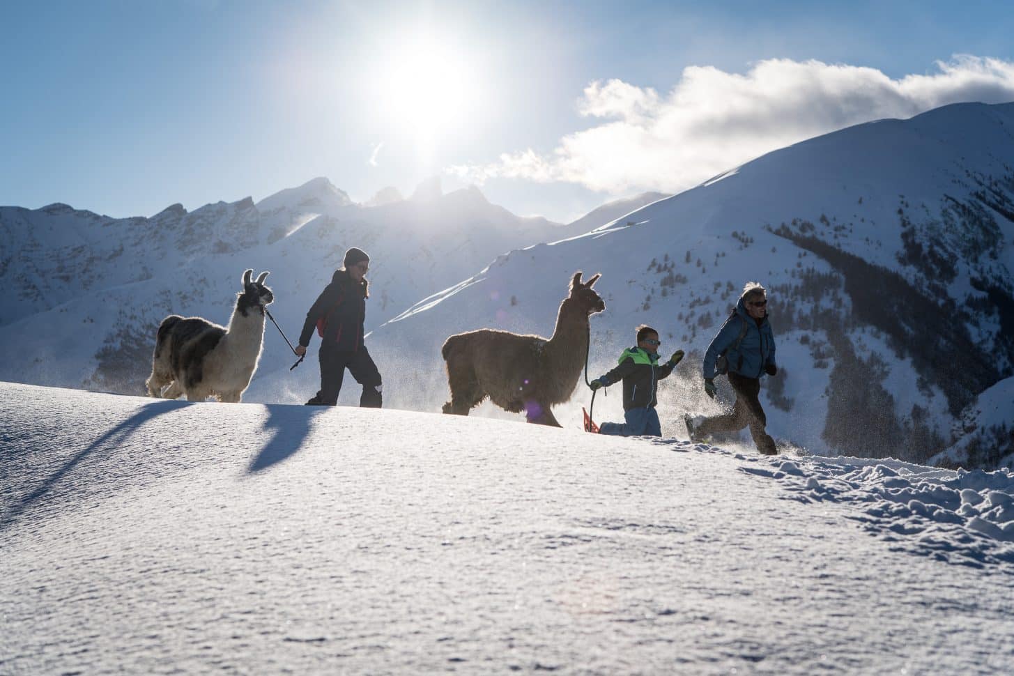 Partir en raquettes accompagnés par des lamas !