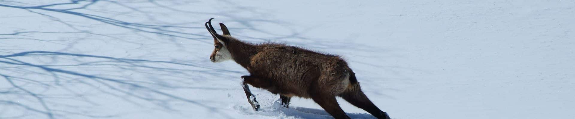 chamois-neige-valloire.jpg