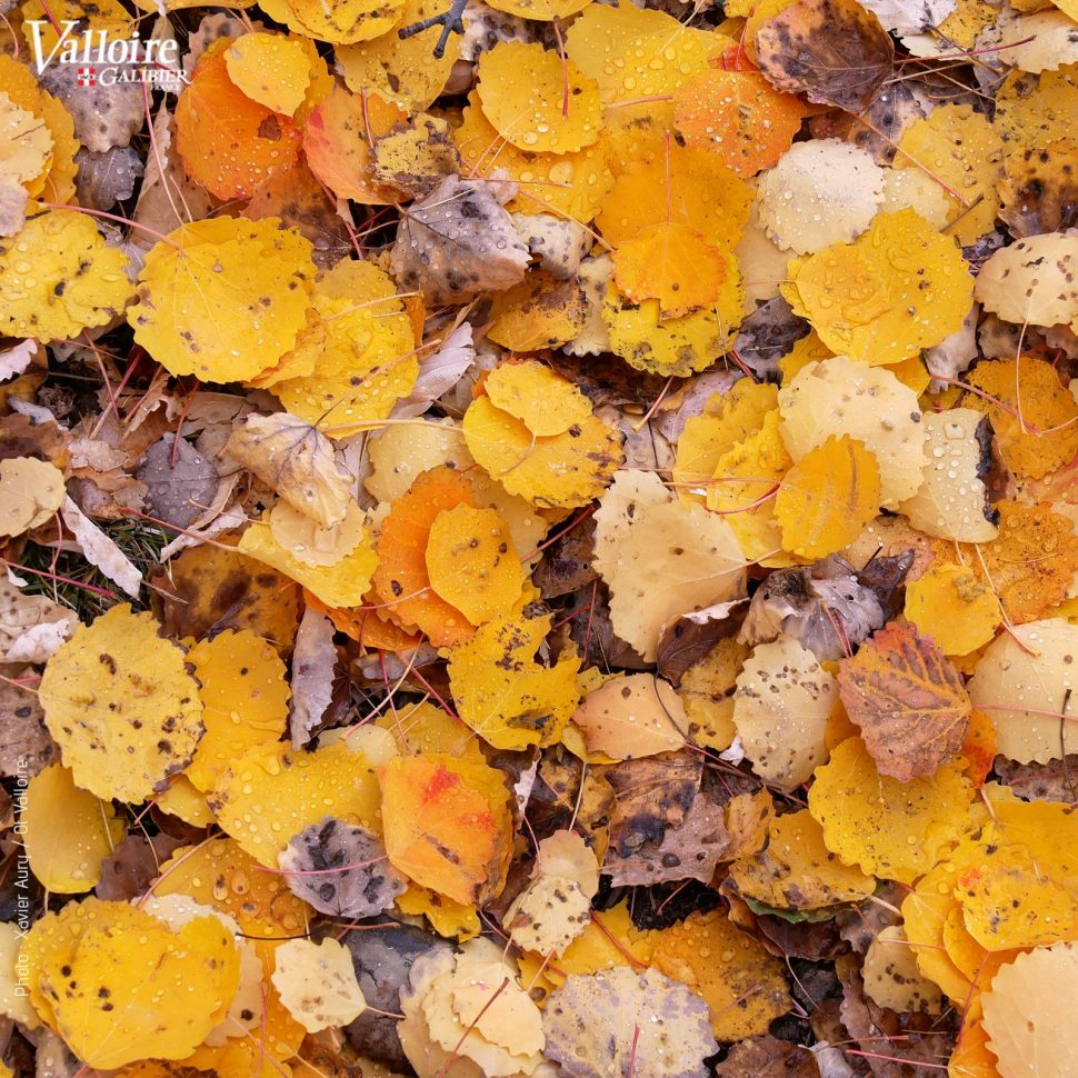 feuilles mortes d'automne