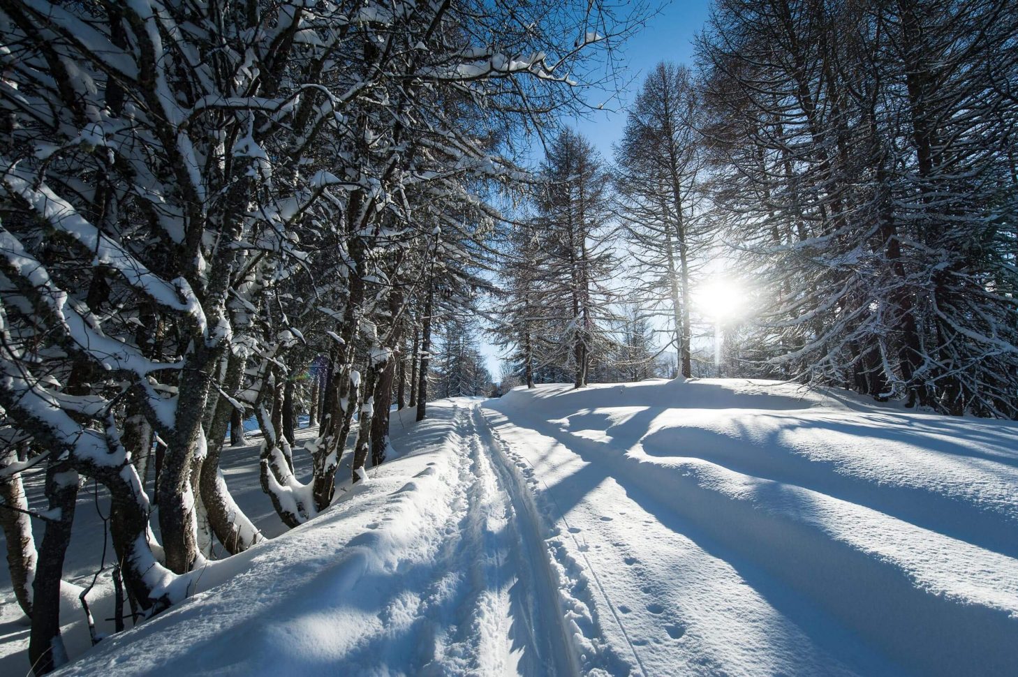 balade en foret enneigéeà Valloire