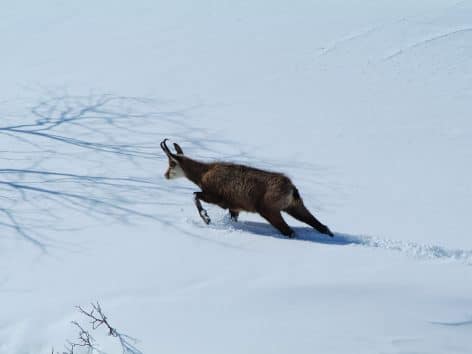 chamois-neige-valloire.jpg