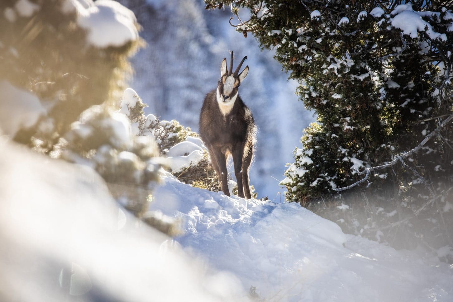 Chamois dans la neige à Valloire