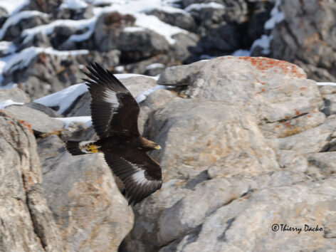 aigle-royal-thierry-dacko