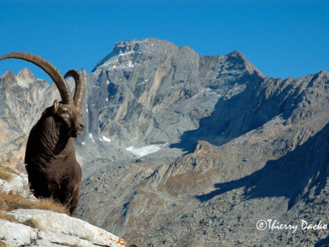 bouquetin-vanoise-thierry-dacko