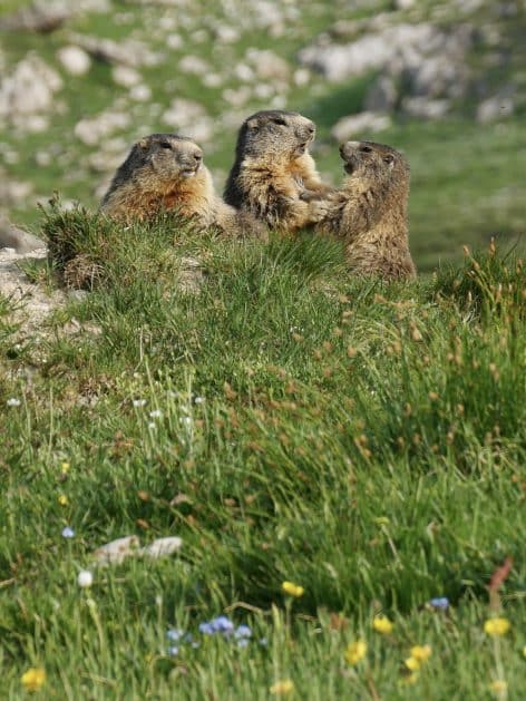 Famille marmottes Valloire