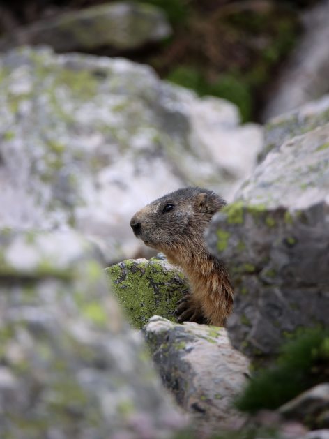 Marmotte Valloire