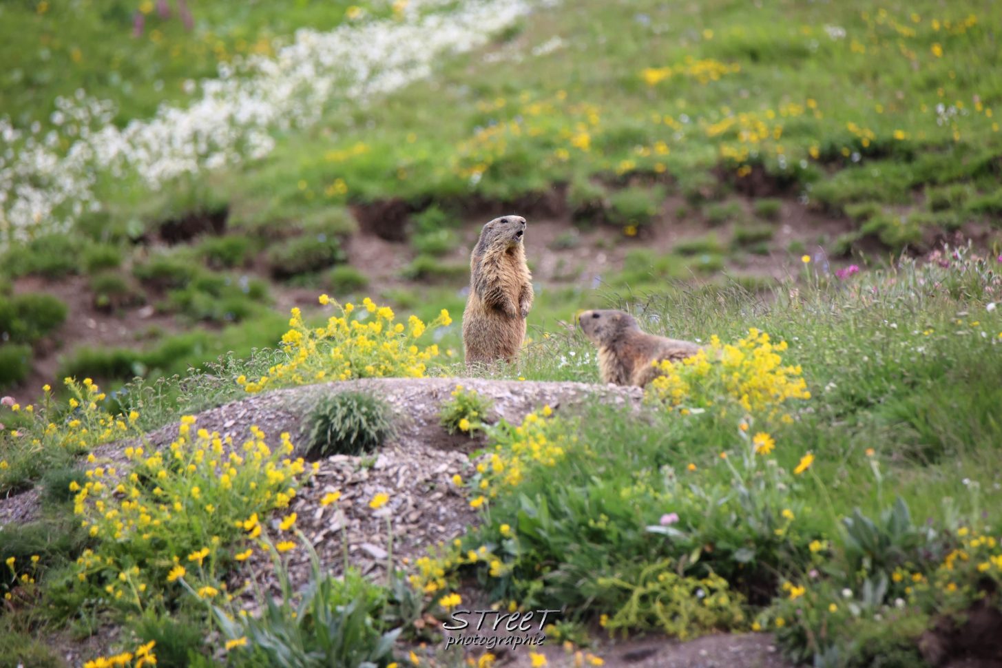 marmottes Valloire