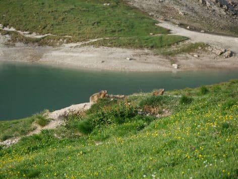 marmotte lac valloire