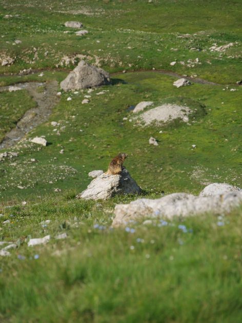 observer les marmottes valloire