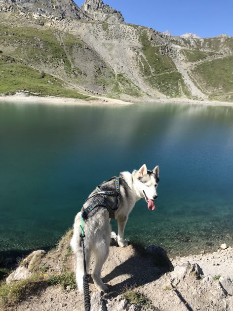 chien_lac_rando_valloire.jpg