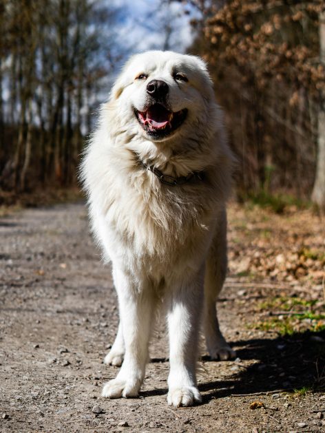chien_de_protection_valloire.jpg