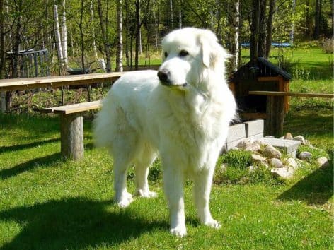 patou-valloire.jpg