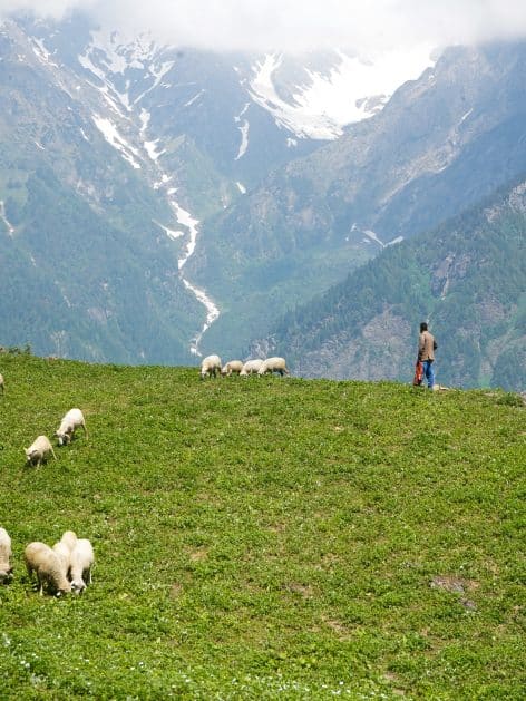 troupeau-valloire-alpages.jpg