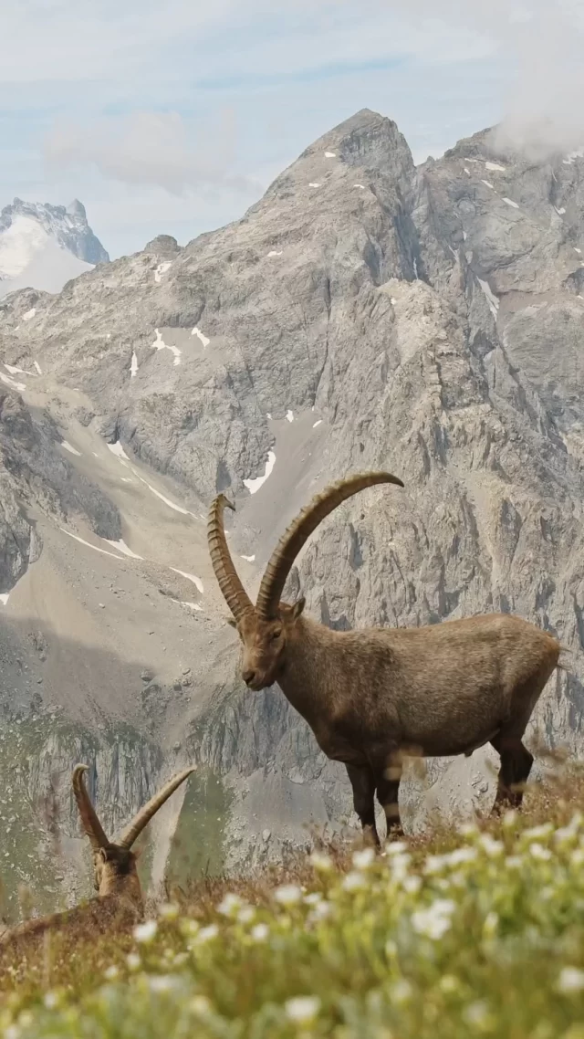 L’été au grand air ⛰️☀️ à Valloire Galibier pour un été riche en expériences et en activités 🤗  #valloire #galibier #valloiregalibier #été #vacances #montagne #alpes #savoie